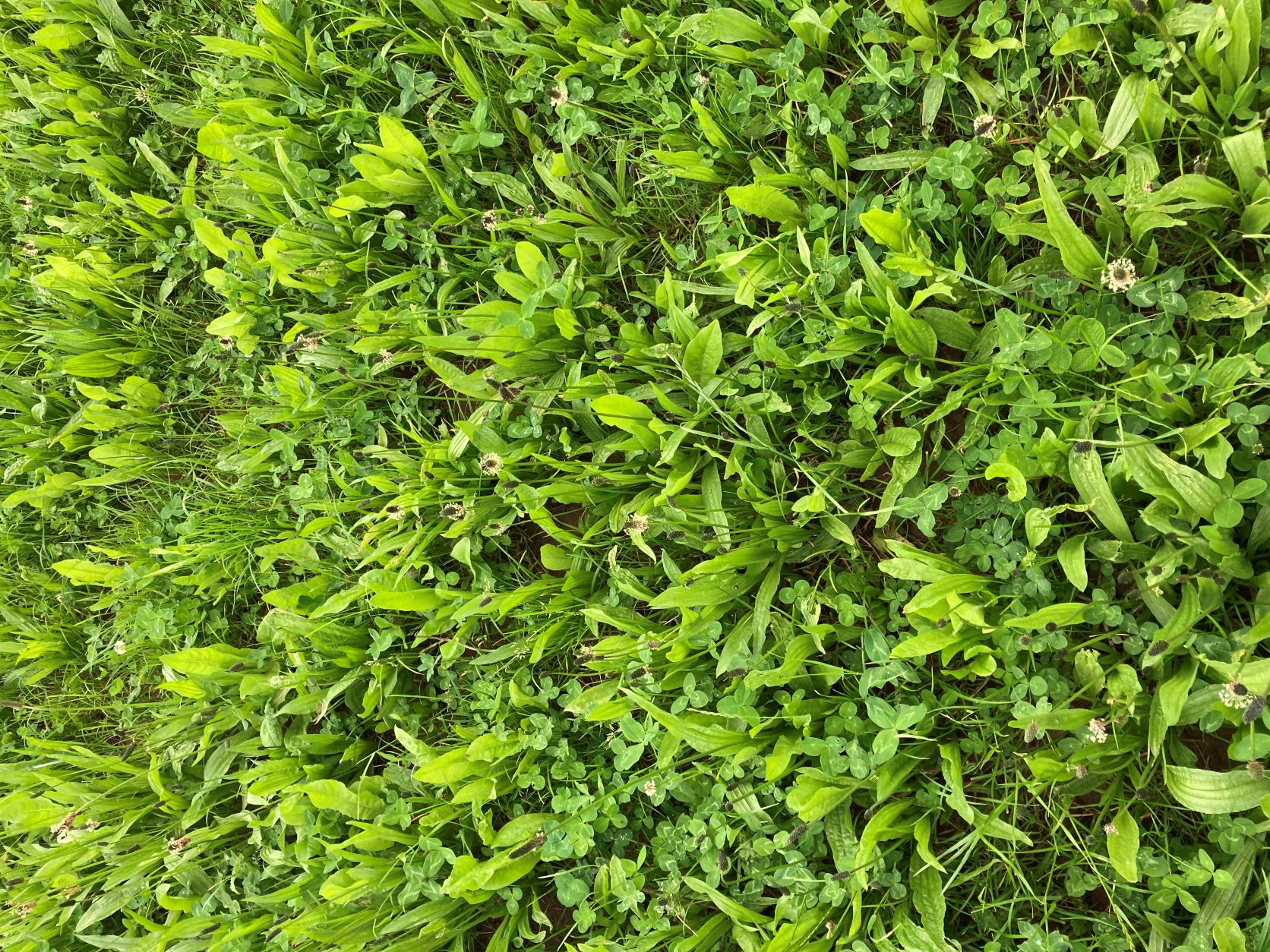Herbal ley grass field
